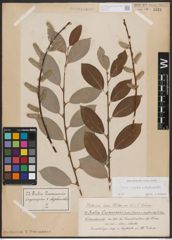 Foto von Salix caprea L. x Salix daphnoides Vill.